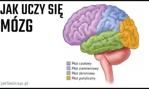 Anatomia: Jak uczyć się efektywnie? Sprawdzone metody i narzędzia