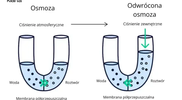 Osmoza: Co to jest? Zrozum kluczowy proces w życiu i naturze