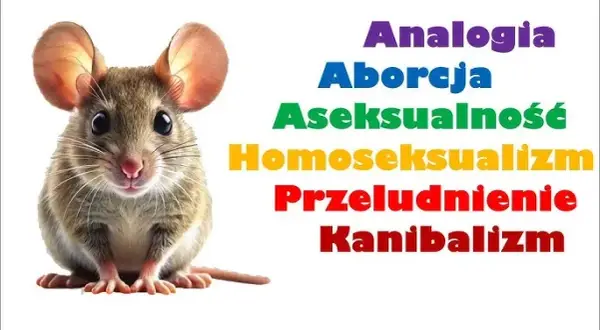 Eksperyment z myszami: Czy "Wszechświat 25" przewidział naszą przyszłość?