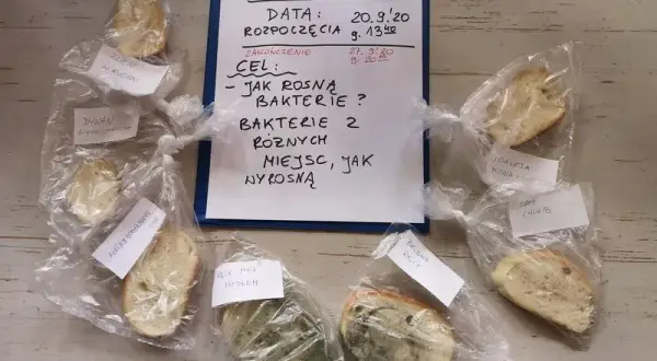 Eksperyment z chlebem: Niewidzialne zarazki i potęga higieny rąk